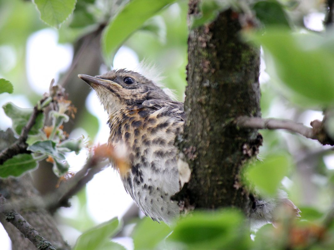 Желторотик птица фото