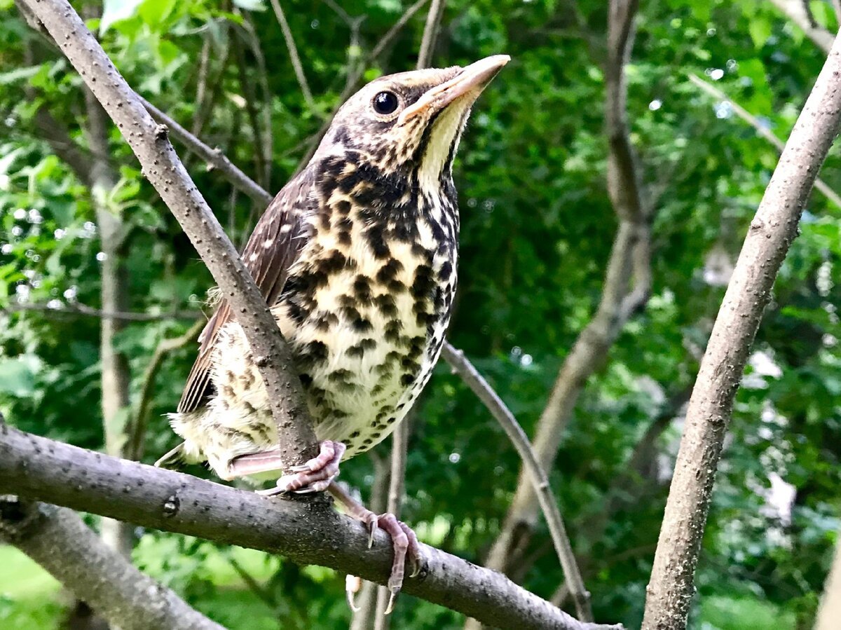 Птенец черного дрозда