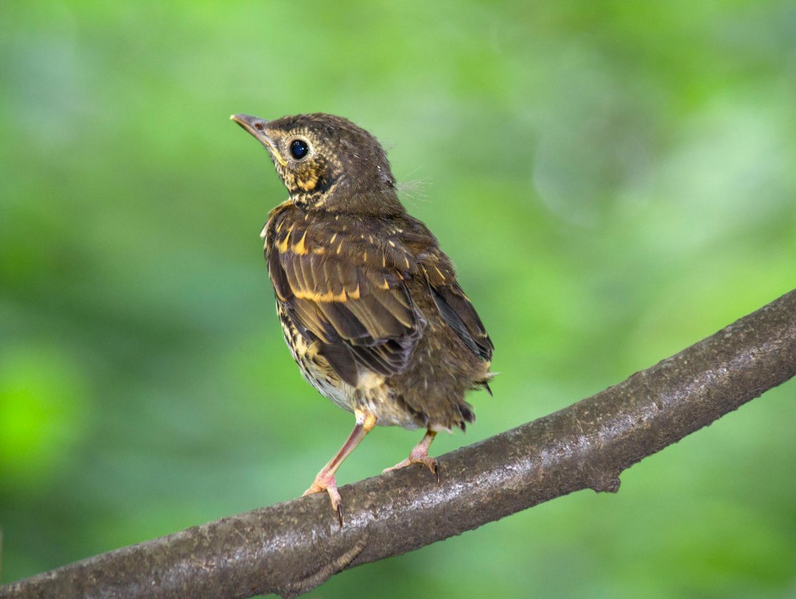 Птенец скворца рябинника