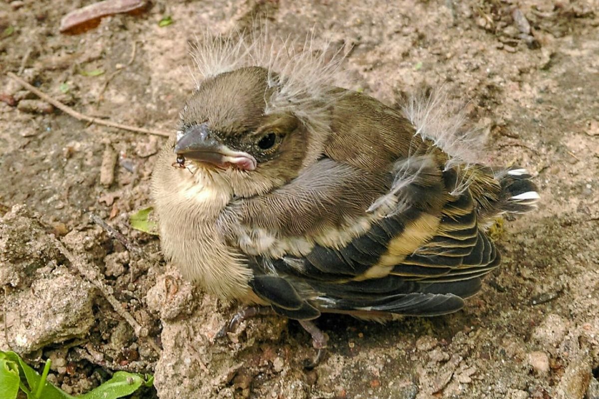 Пение жаворонка Чайковский
