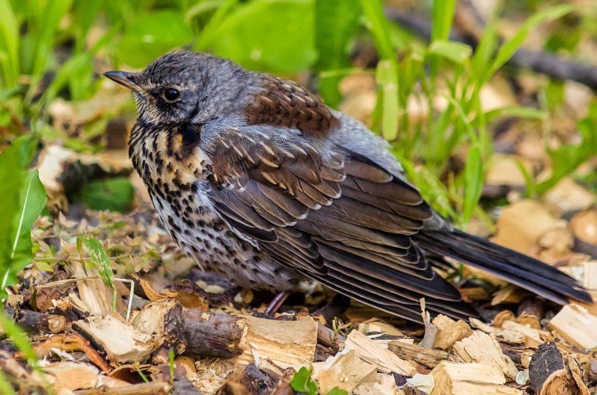 Слеток черного дрозда