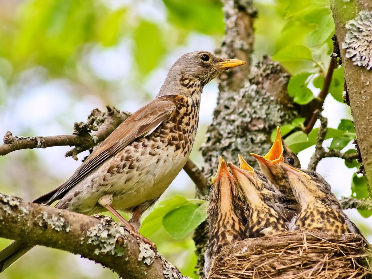 Гнездо певчего дрозда