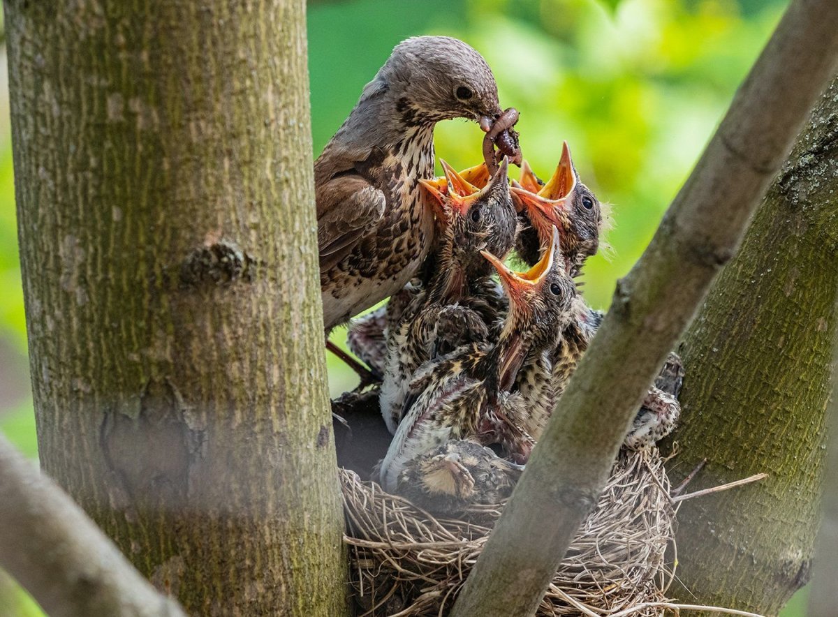 Гнездо дрозда