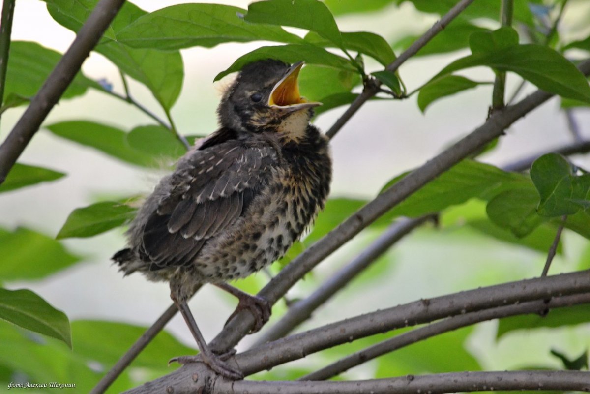 Видишь смотрят из гнезда два молоденьких дрозда