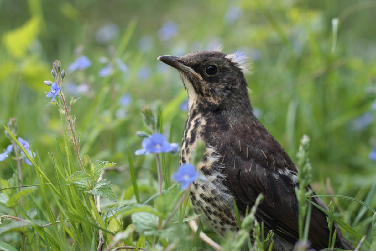 Птенец дрозда рябинника