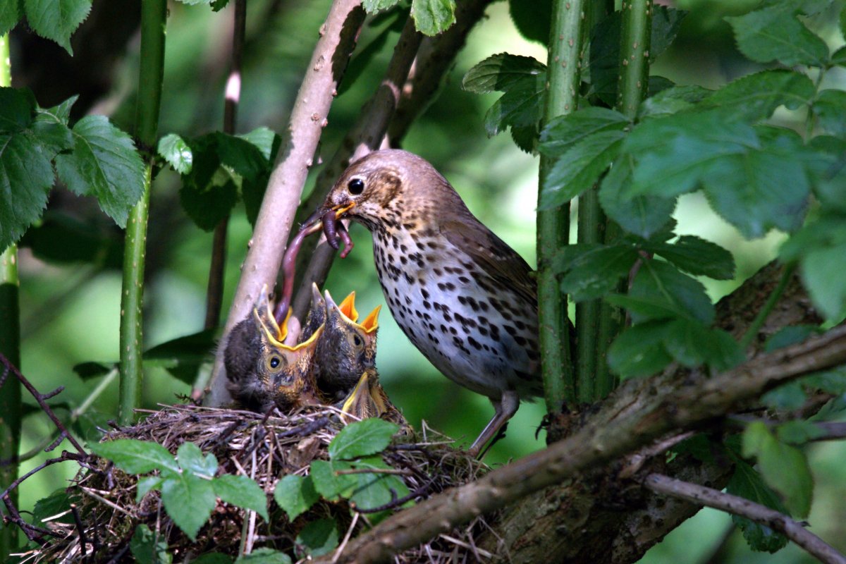 Рюукюу Дрозд