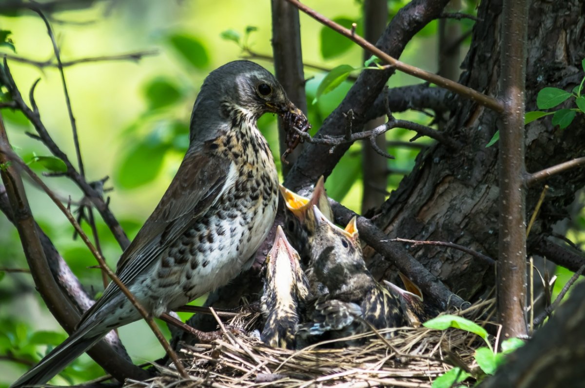 Птица Дрозд рябинник пение