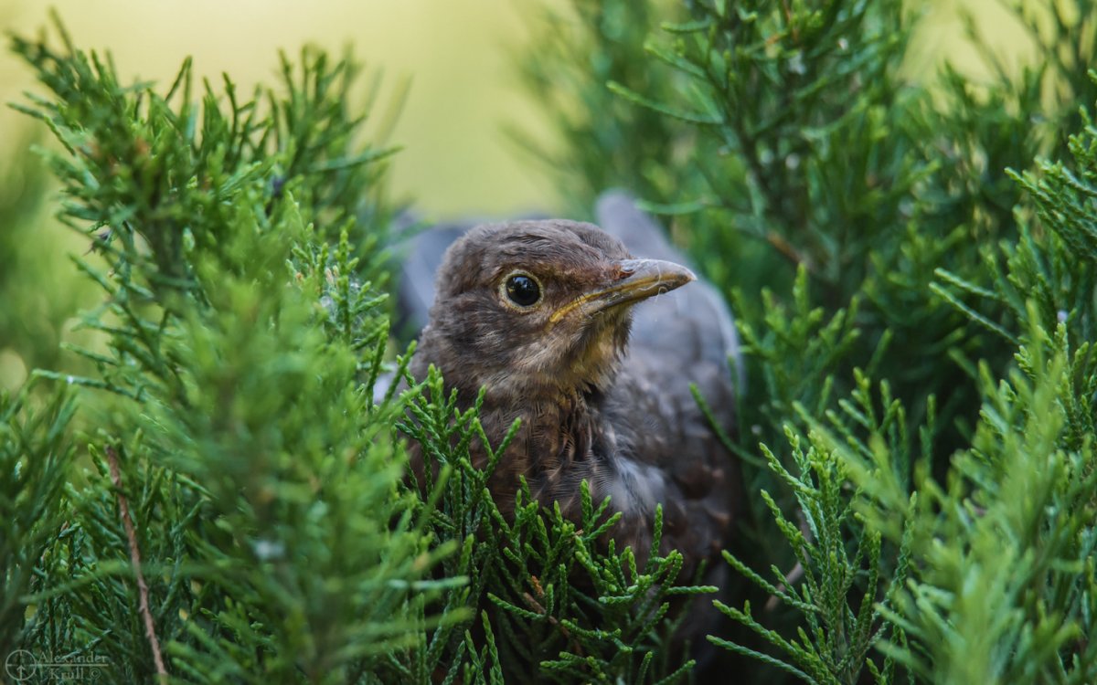 Черная птица дерева