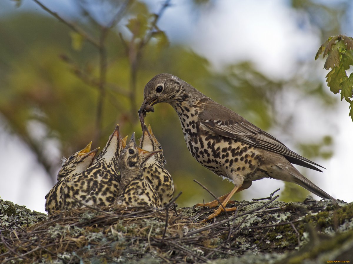 Певчий Дрозд деряба
