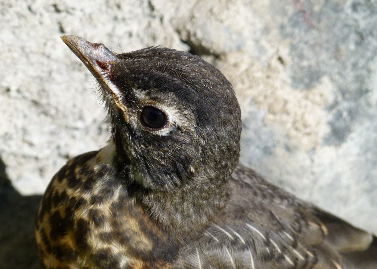 Лесной Дрозд птенец