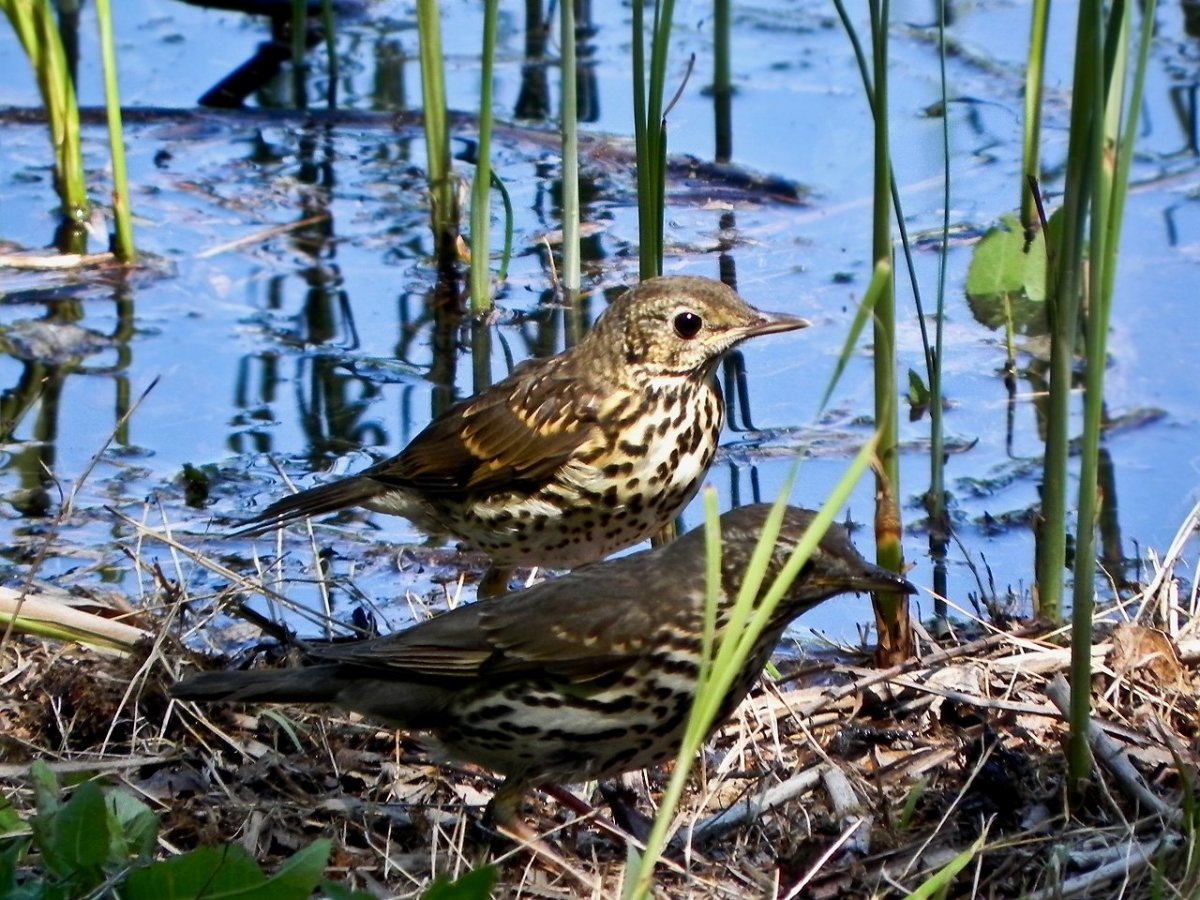 Птенец слеток дрозда