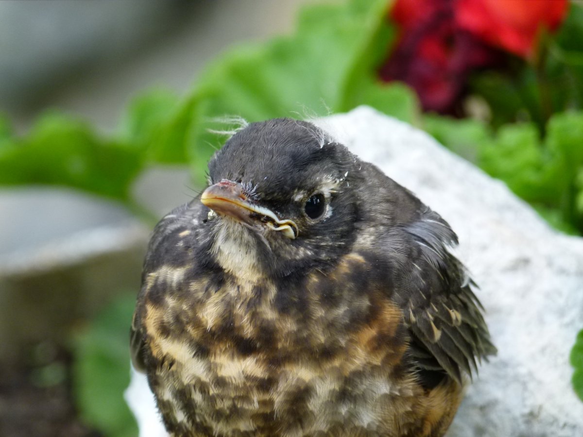 Красный Робин птица