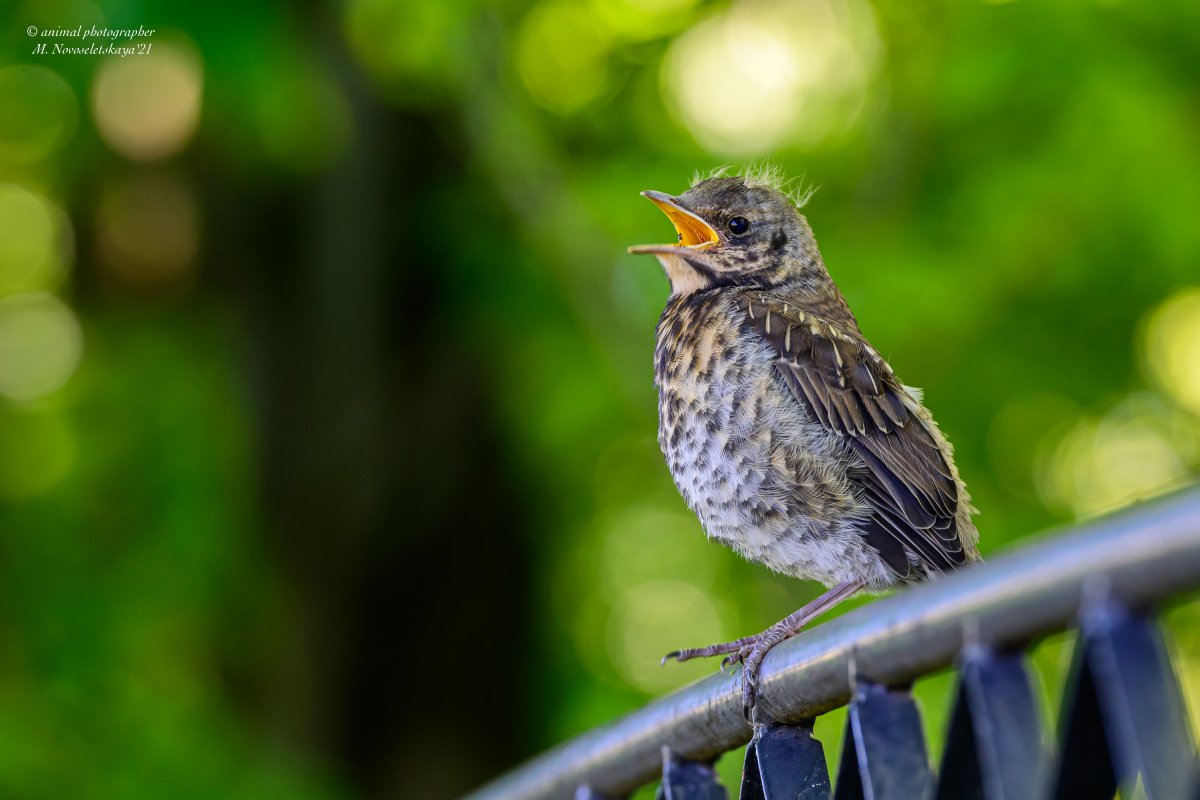 СВЕТЛОГРУДЫЙ Дрозд