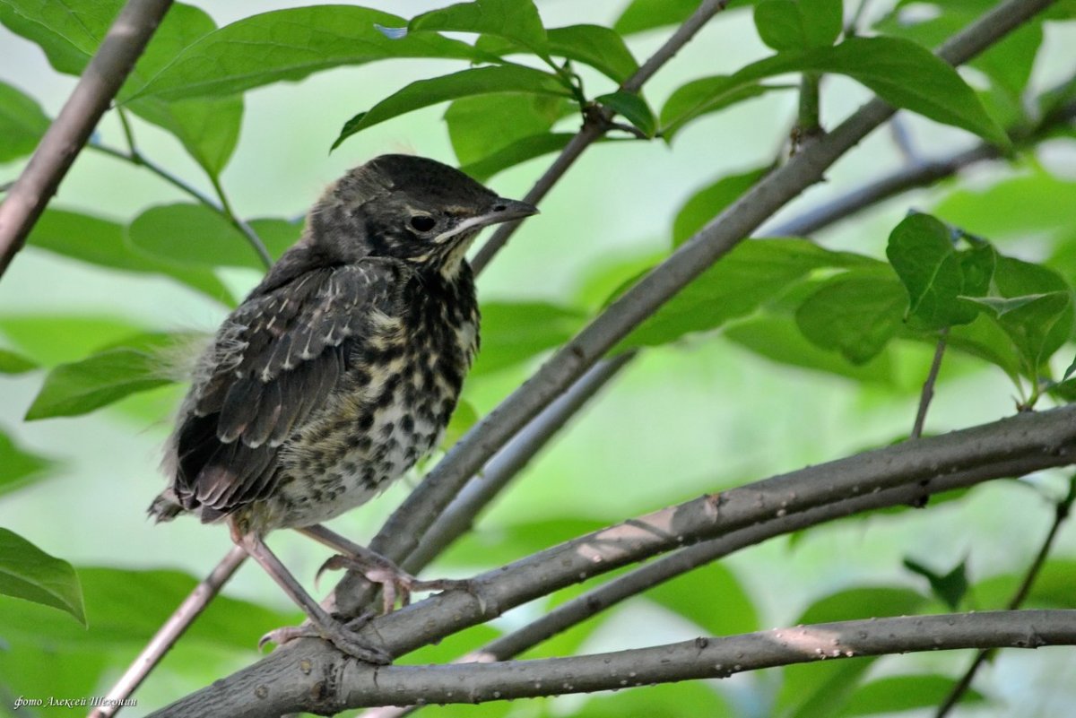 Скворец рябинник птица