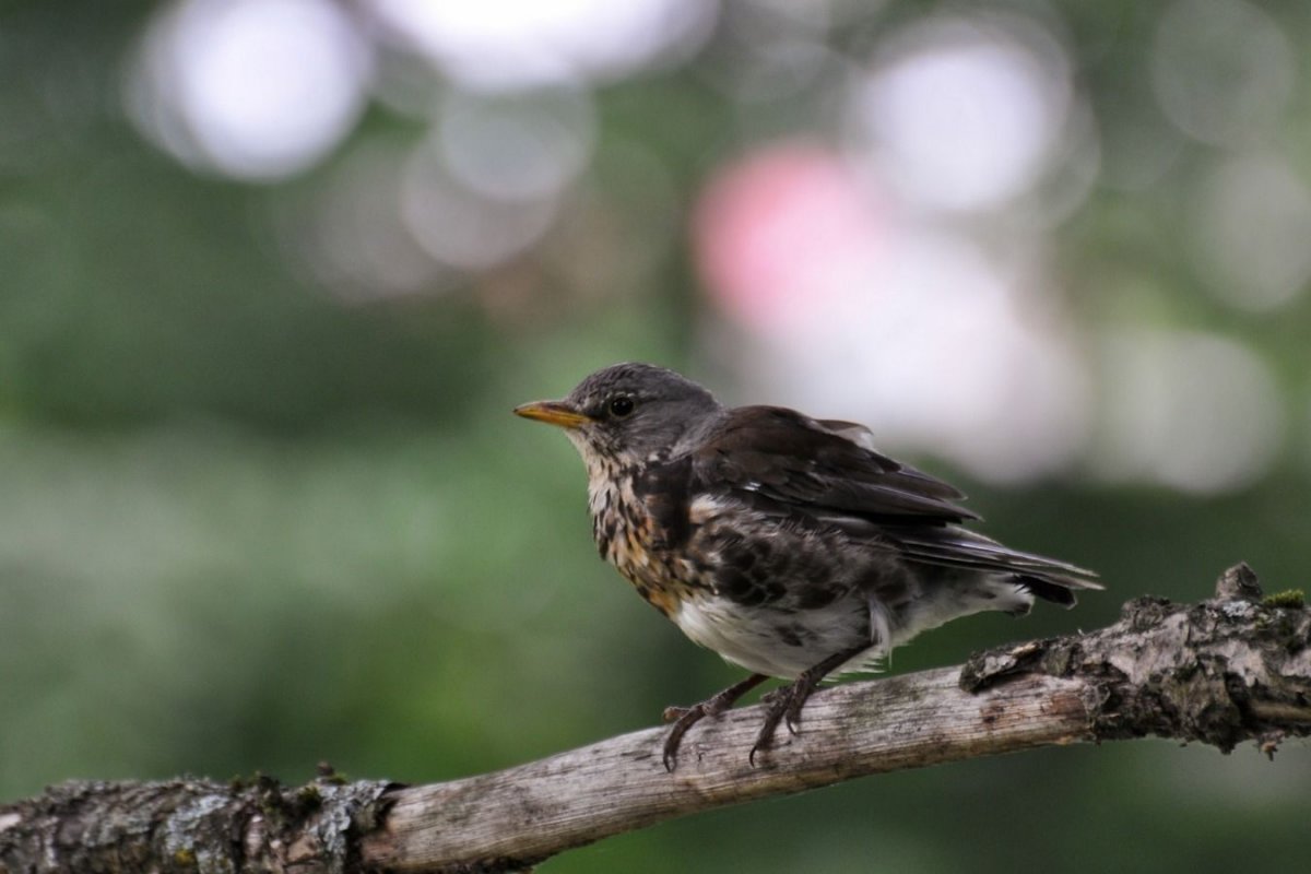 Птенец дрозда