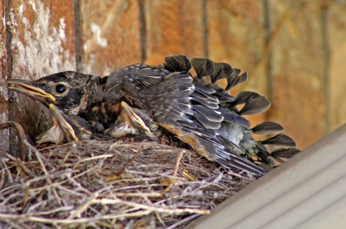 Дрозд рябинник птенец клюв