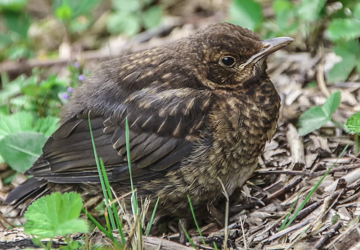 Сибирский Дрозд слеток