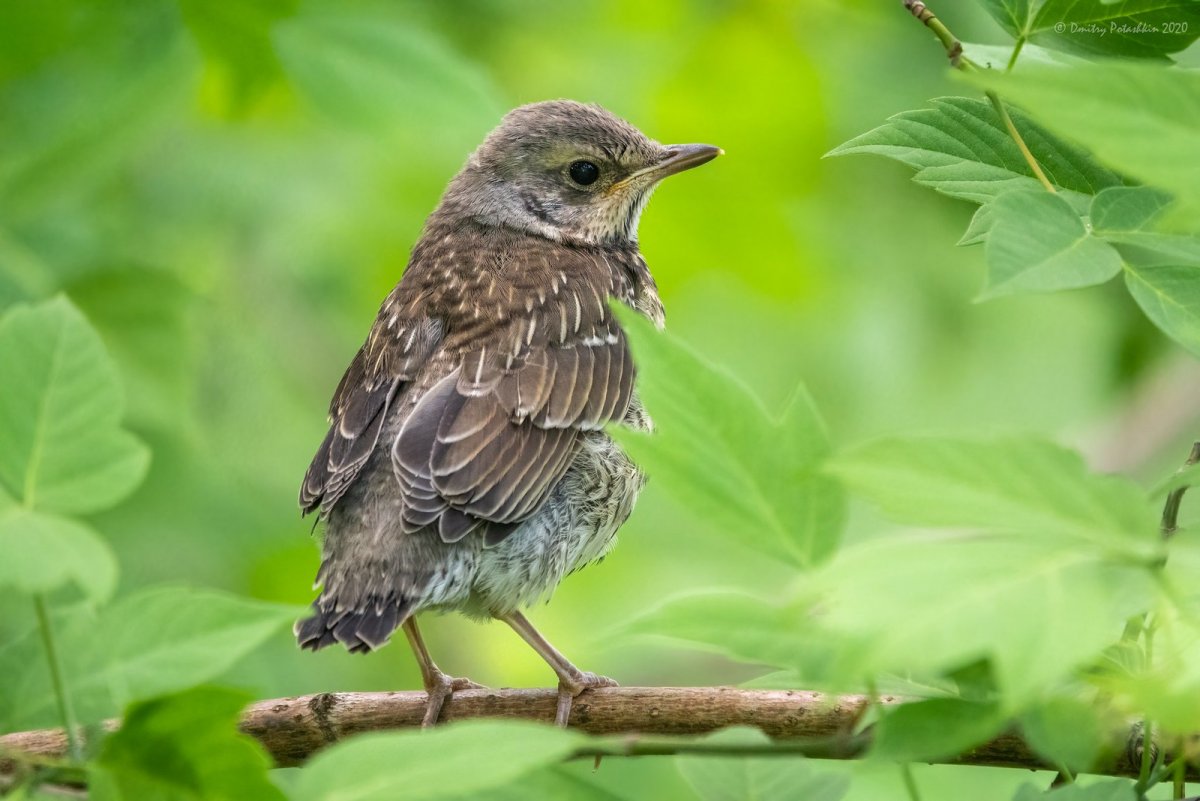 Птенец дрозда рябинника