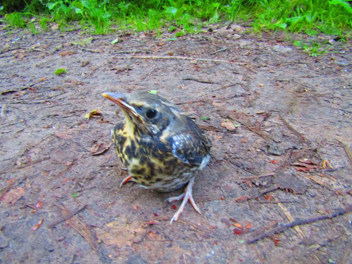 Гнездо птицы кагу