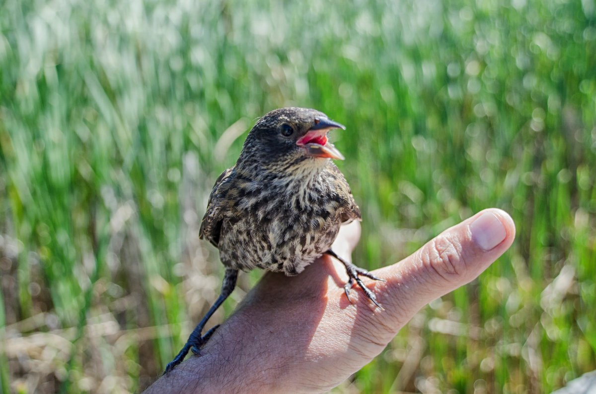 Слеток сизого дрозда