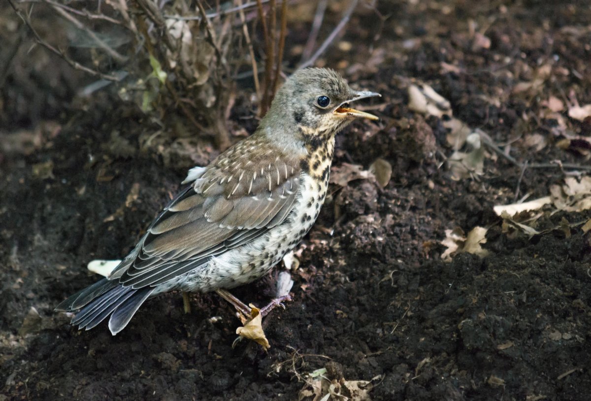 Дрозд-рябинник серый Дрозд деряба