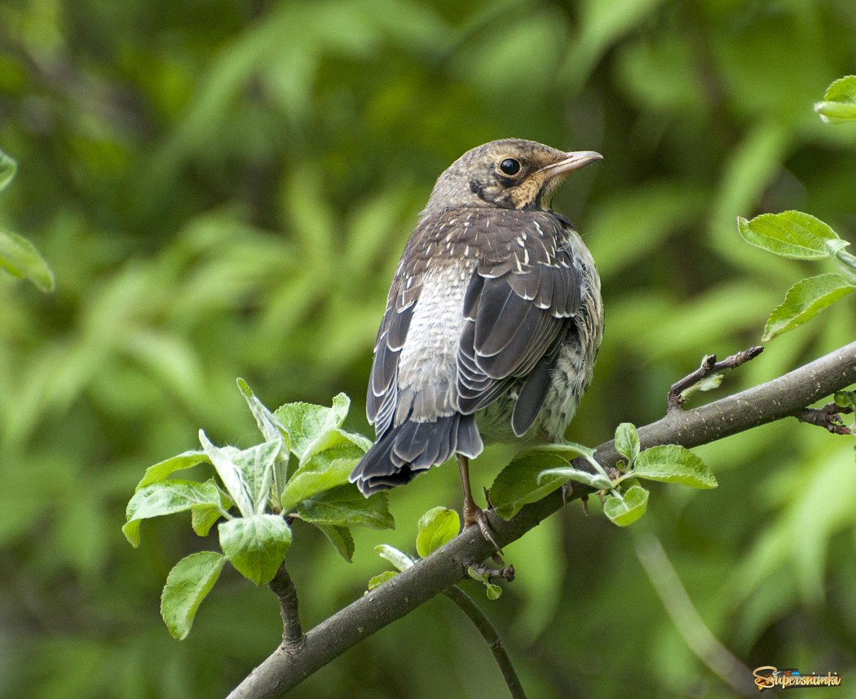 Хохлатый Дрозд