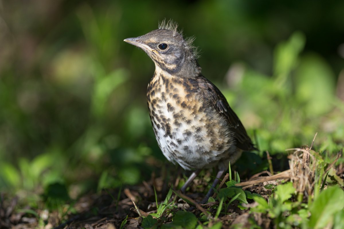 Гнездо певчего дрозда