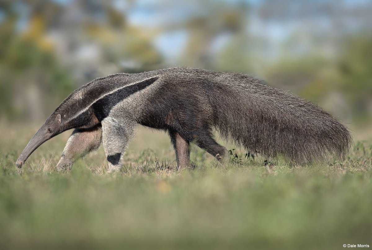 Гигантский муравьед крупнейший хищник Южной Америки