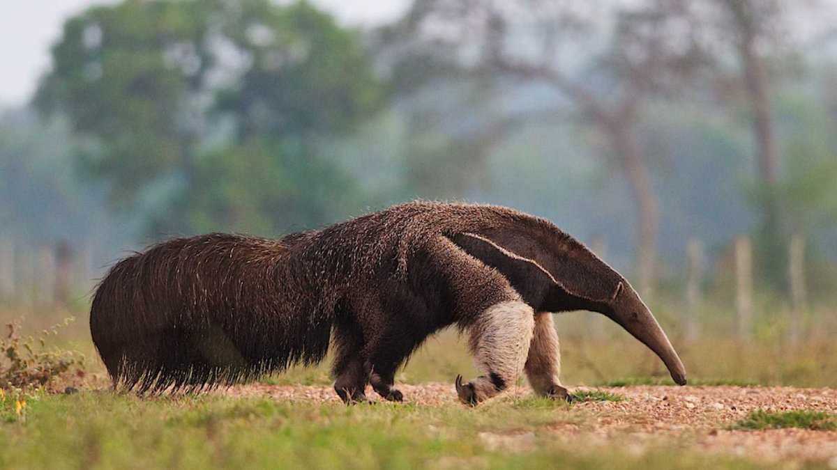 Гигантский муравьед Южной Америки