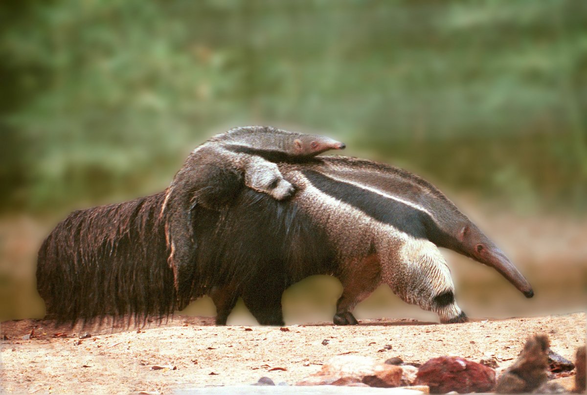 Гигантский муравьед Южной Америки