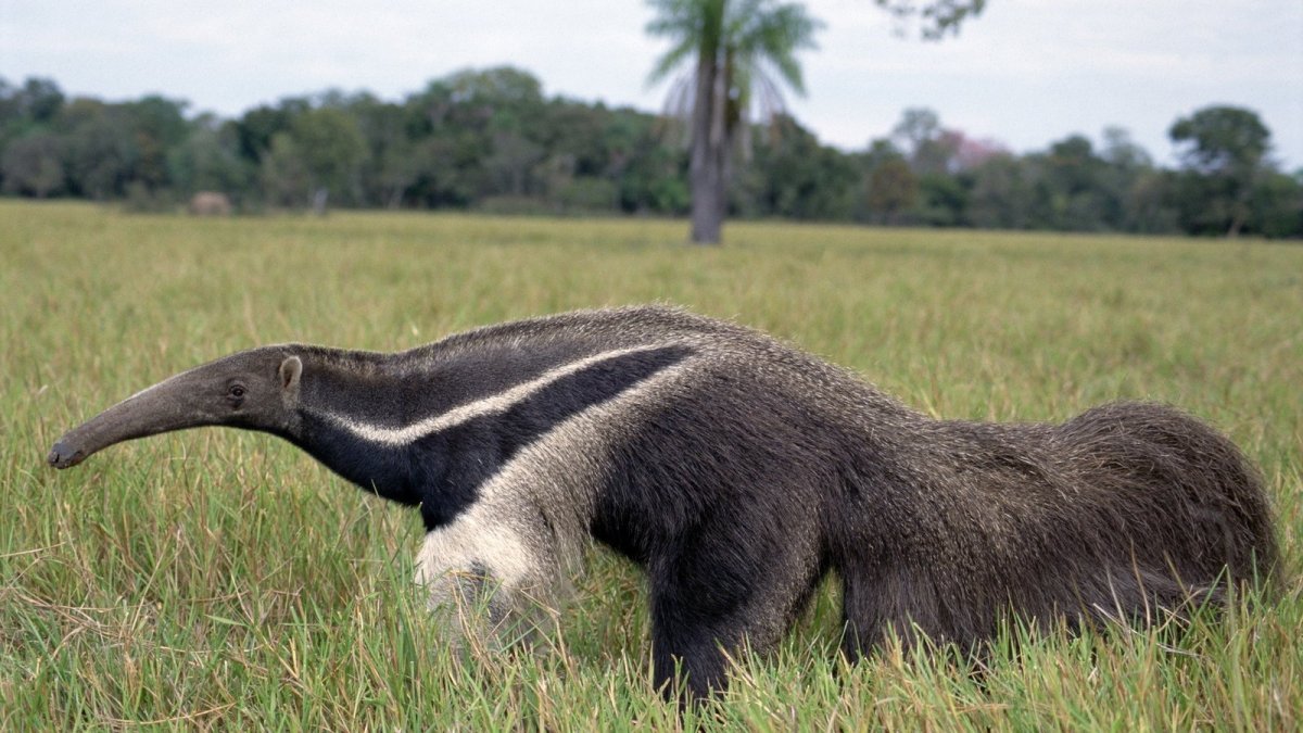 Пантанал гигантский муравьед