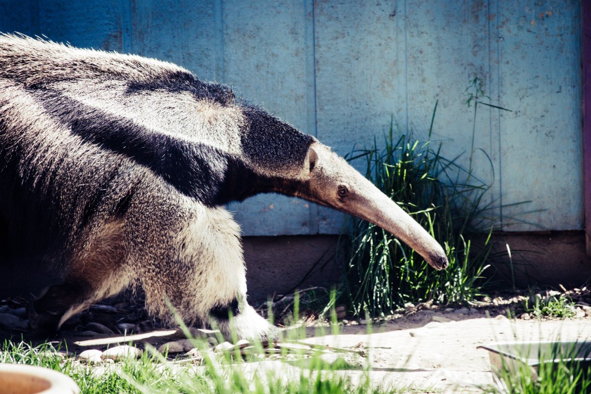 Гигантский муравьед вымерший
