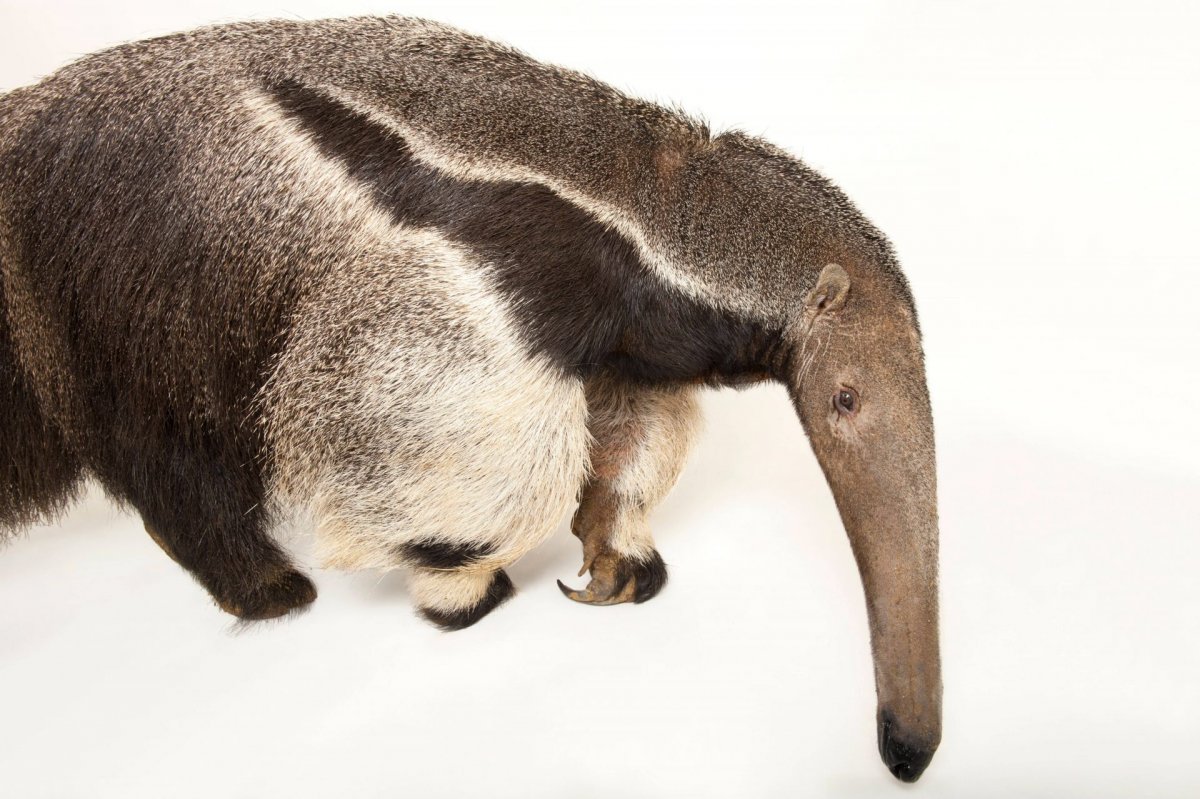 Гигантский муравьед когти