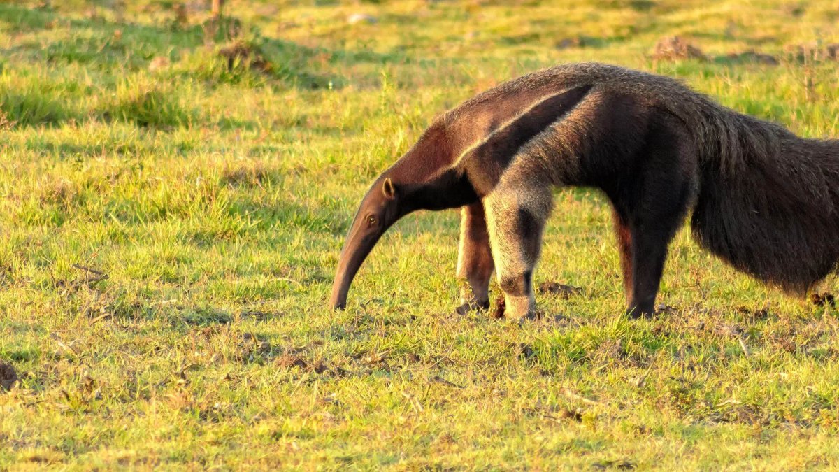 Муравьед ареал обитания