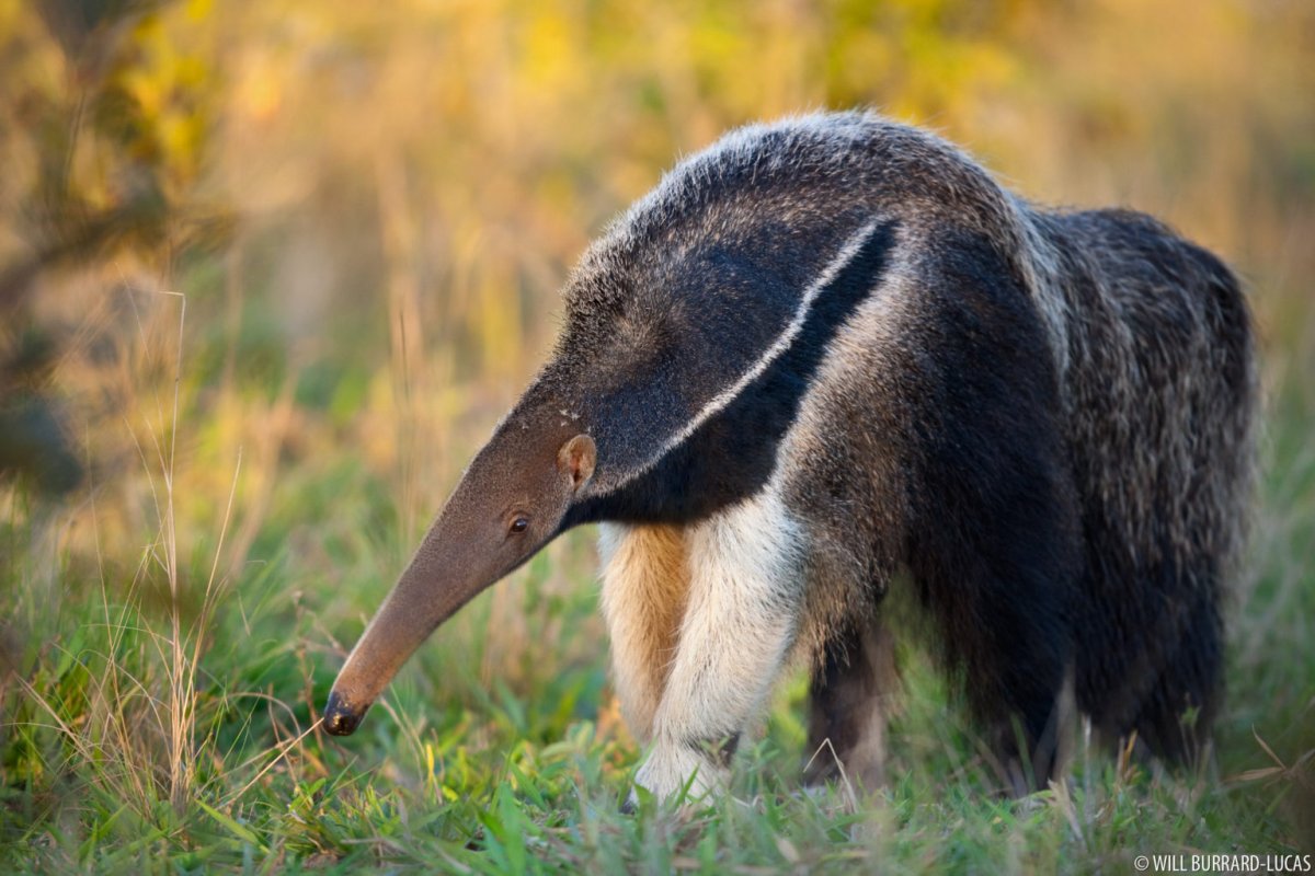 Тапиры, броненосцы, муравьеды