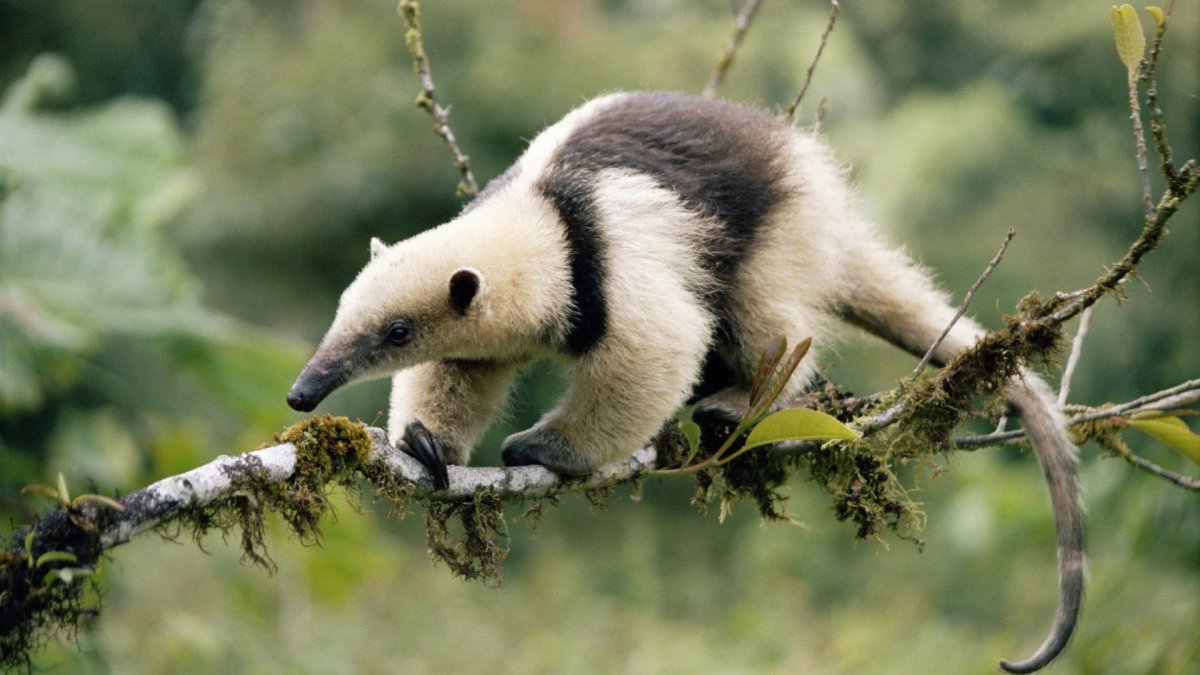 Животный мир Кореи