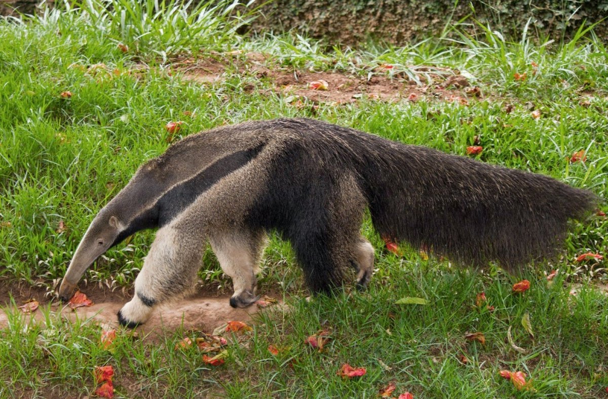 Енотовидный муравьед