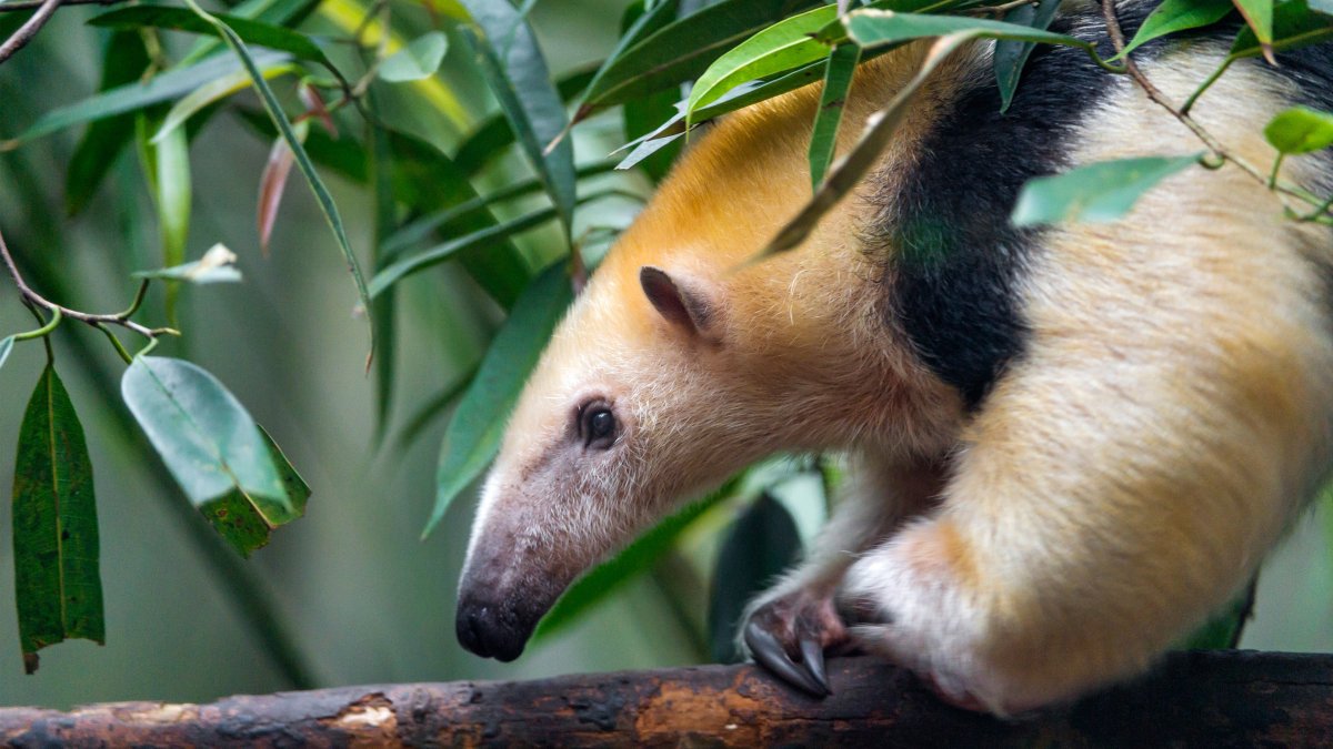 Четырёхпалый муравьед (тамандуа) Мексика