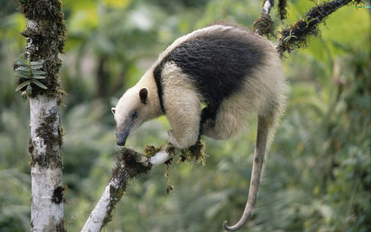 Древесный муравьед тамандуа