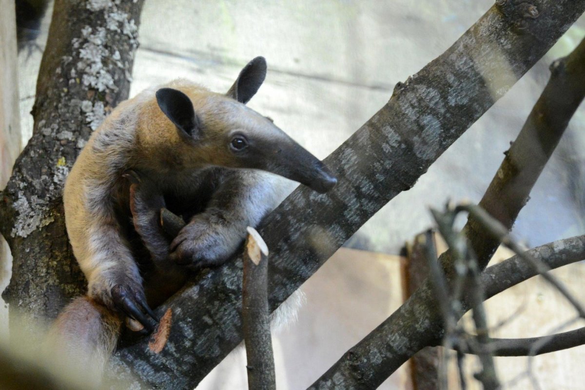 Четырёхпалый муравьед тамандуа