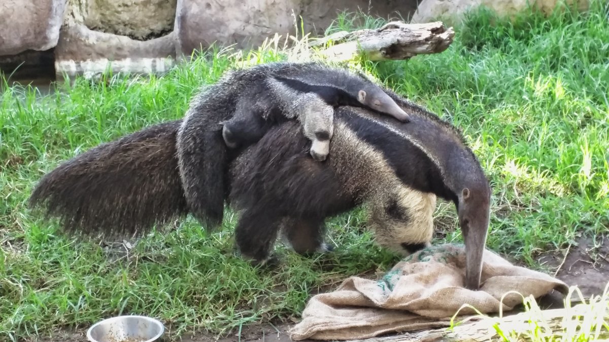 Древесный (карликовый муравьед)