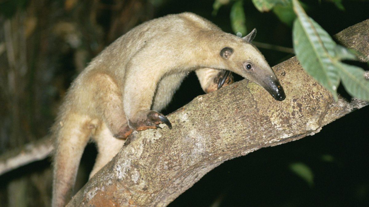 Двупалый муравьед