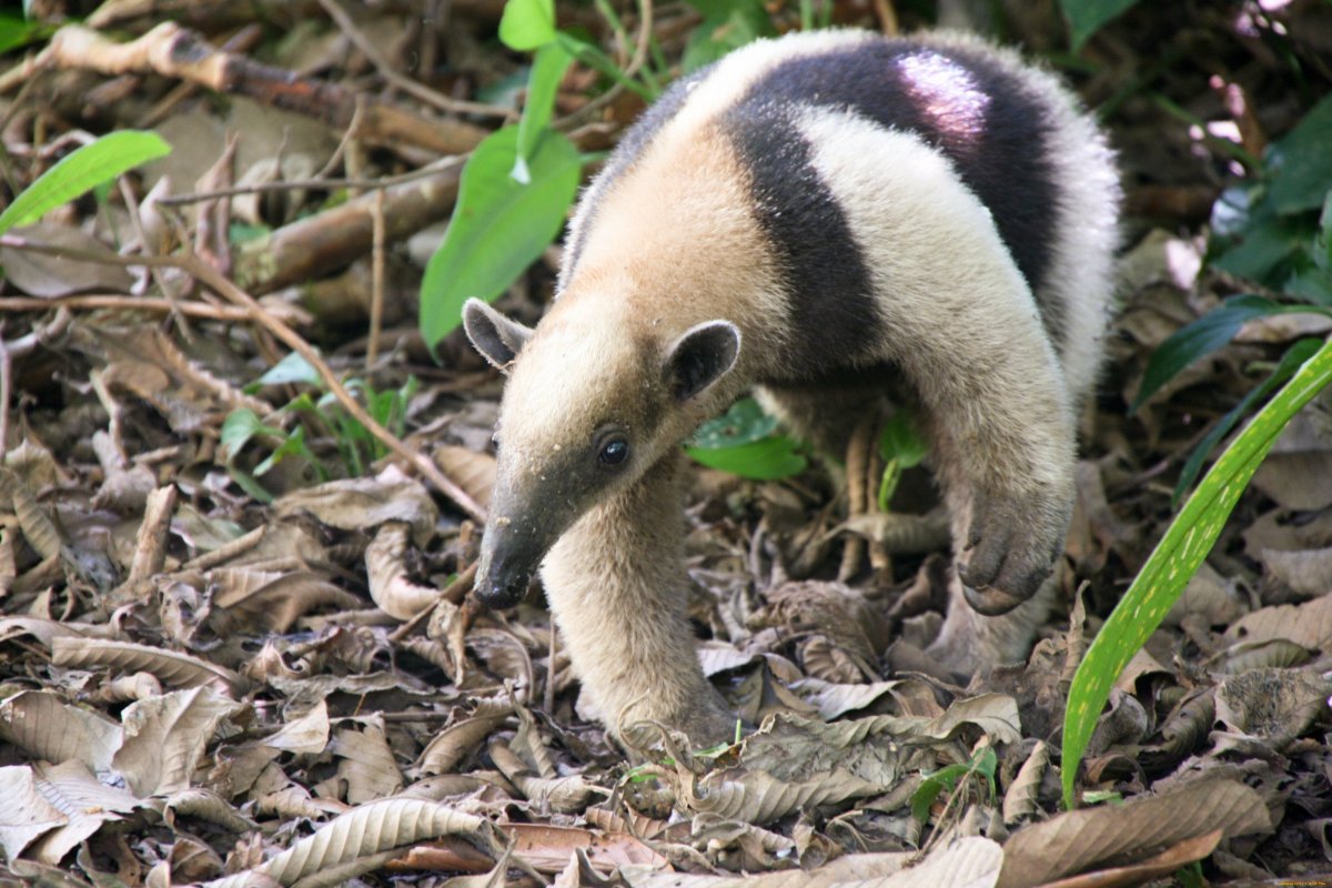 Гигантский, тамандуа