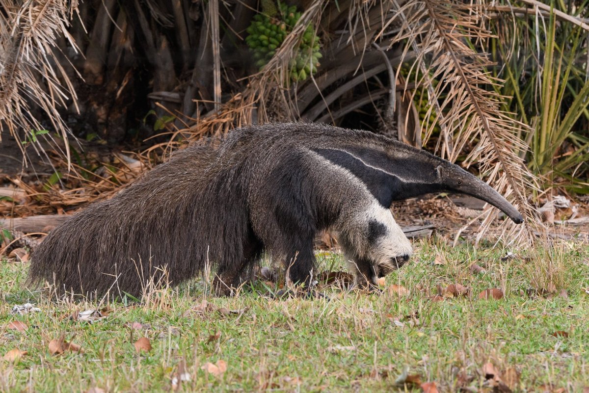 Гигантский муравьед Южной Америки