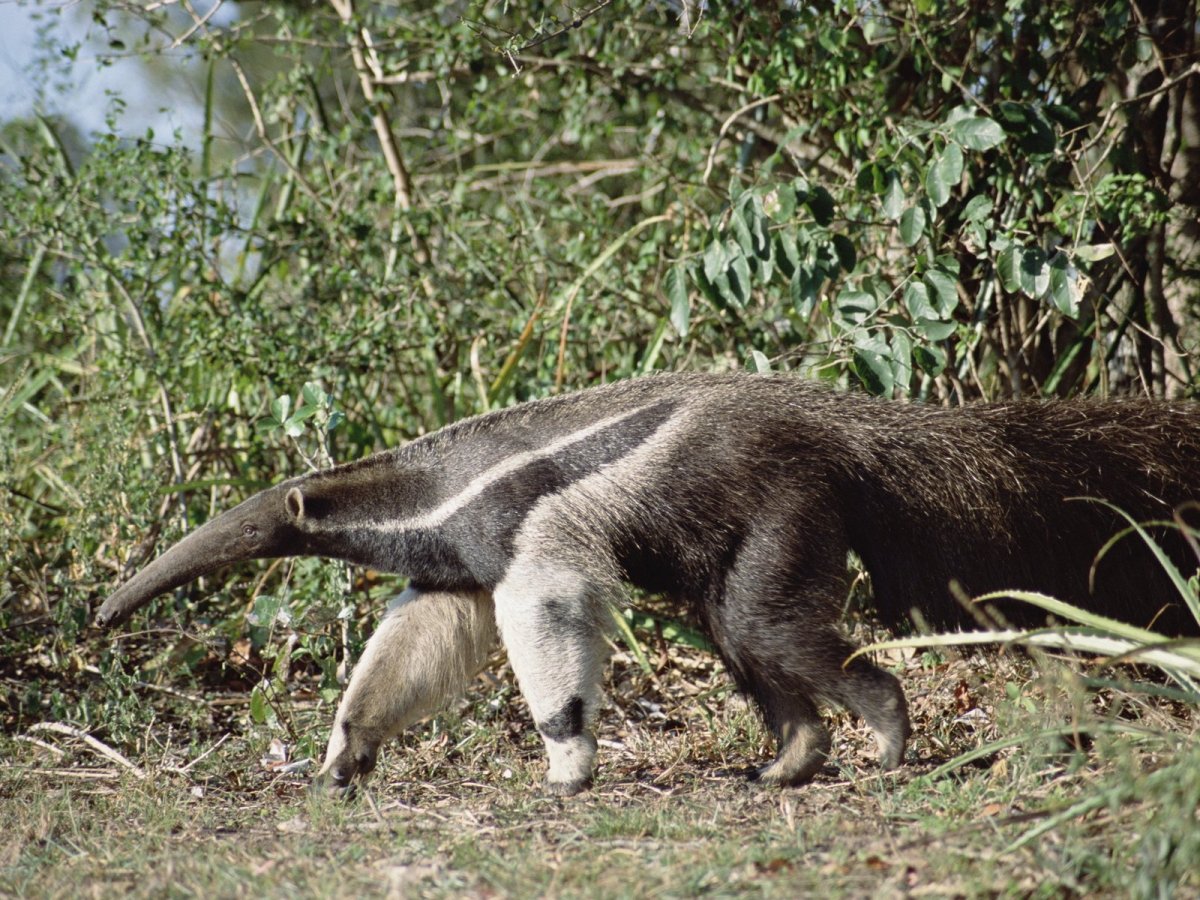 Муравьед Юруми