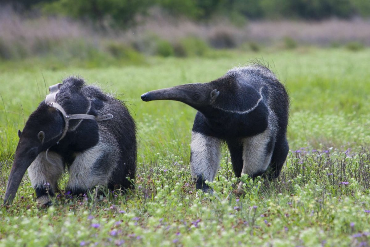 Giant Anteater