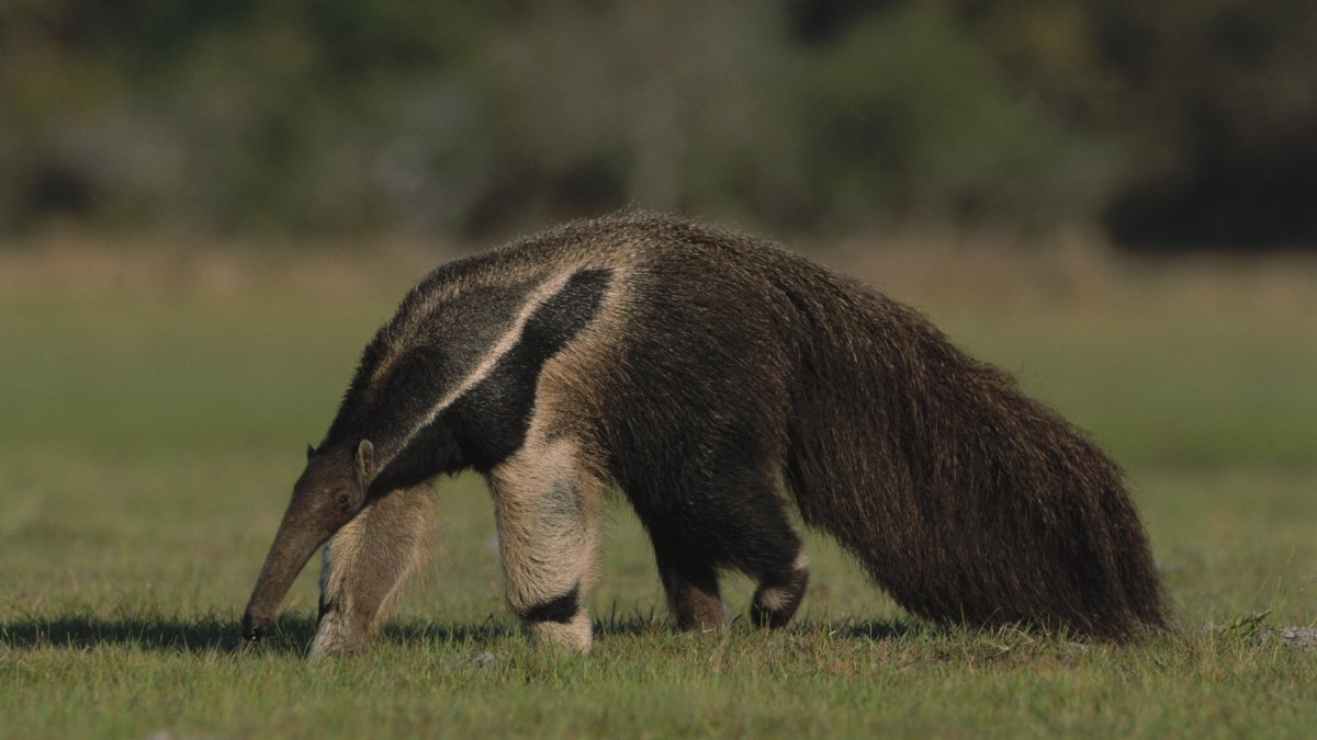 Тамандуа Южной Америки