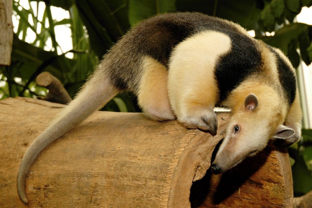 Древесный муравьед тамандуа