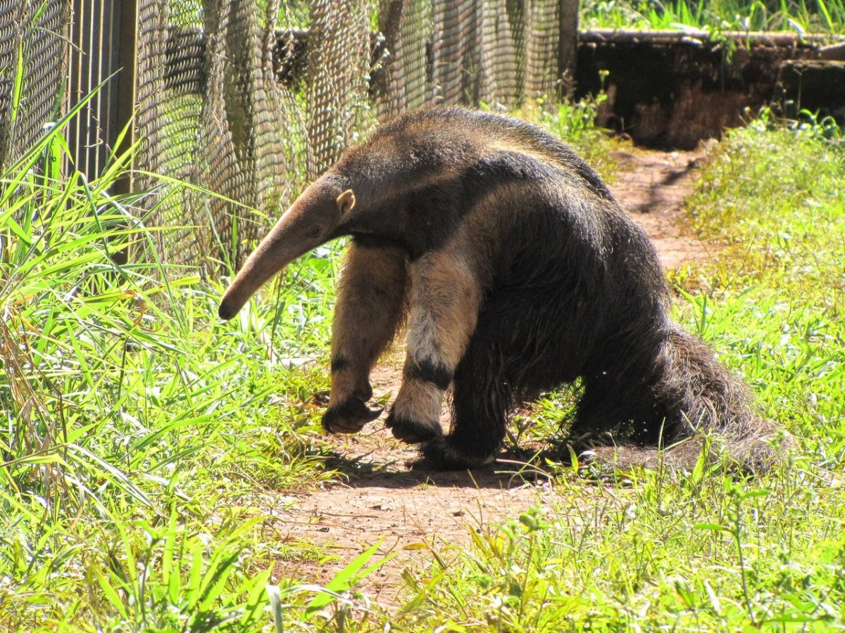 Муравьед Юруми