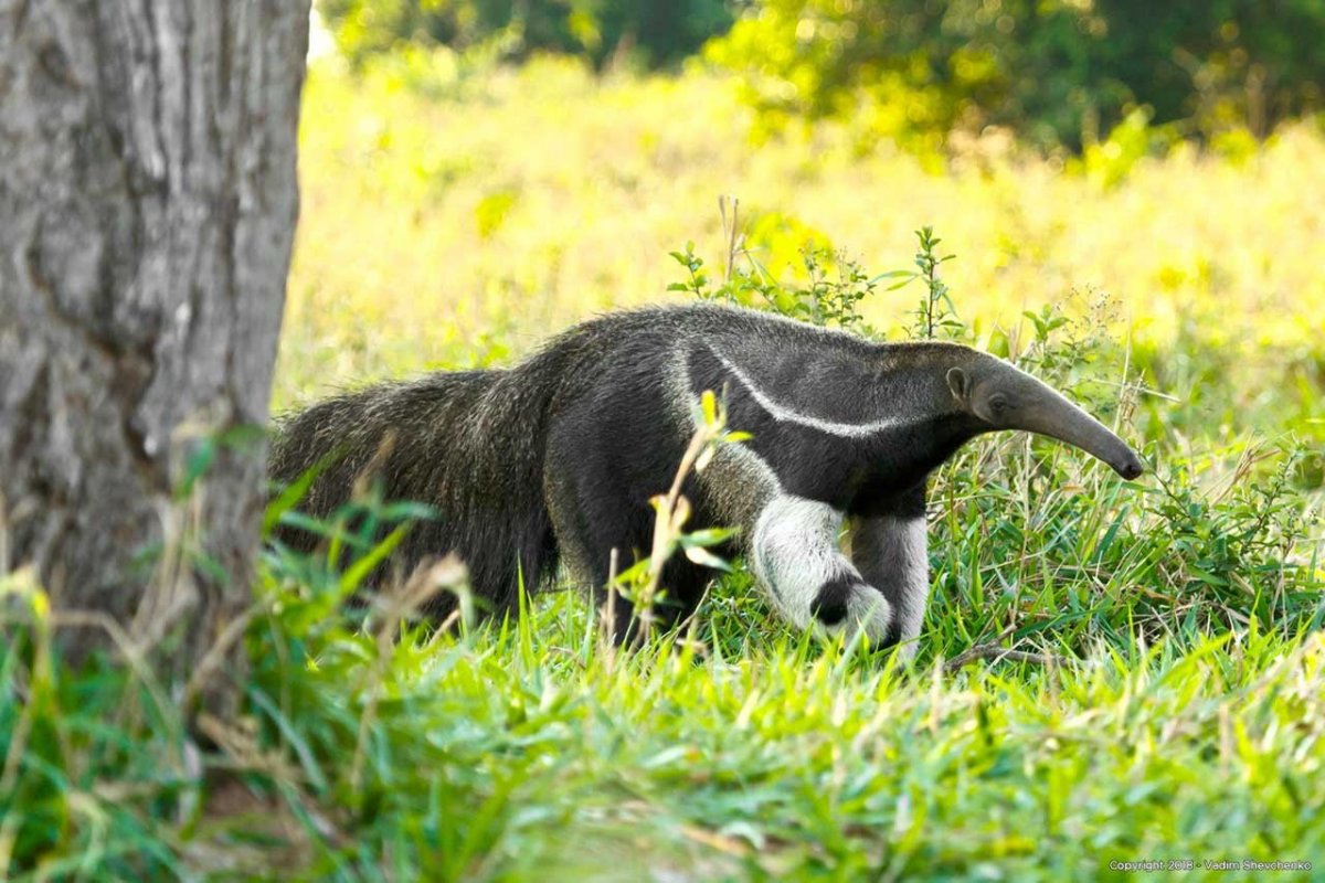 Заповедник Пантанал гигантские муравьеды